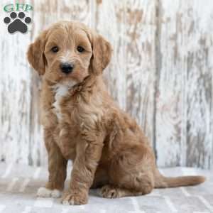 Shep, Mini Goldendoodle Puppy